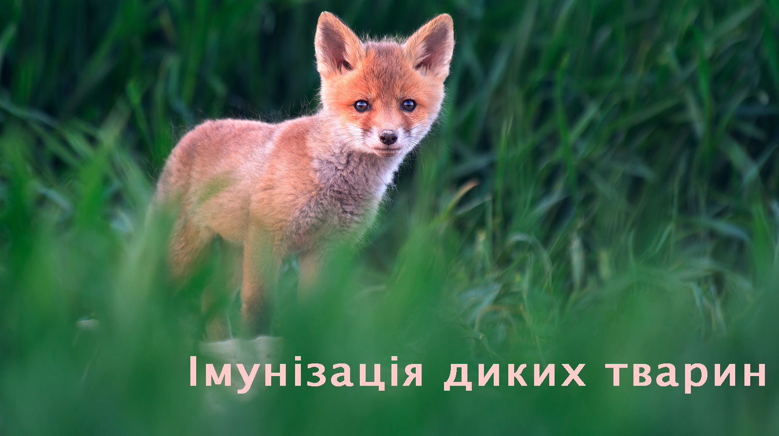 ÐÐ°ÑÑÐ¸Ð½ÐºÐ¸ Ð¿Ð¾ Ð·Ð°Ð¿ÑÐ¾ÑÑ Ð¿ÐµÑÐ¾ÑÐ°Ð»ÑÐ½Ð¾Ñ ÑÐ¼ÑÐ½ÑÐ·Ð°ÑÑÑ Ð´Ð¸ÐºÐ¸Ñ Ð¼âÑÑÐ¾ÑÐ´Ð½Ð¸Ñ ÑÐ²Ð°ÑÐ¸Ð½ Ð¿ÑÐ¾ÑÐ¸ ÑÐºÐ°Ð·Ñ