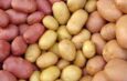 Важливі моменти при зберіганні насіннєвої картоплі
